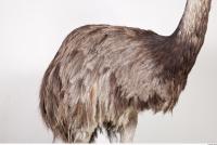 Emus body photo reference 0035